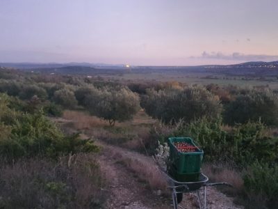 branje za preradu (1920)