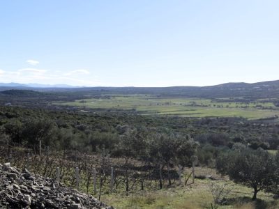 maslinik (Medium) (1156)